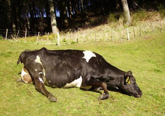 Mazerete bak: Tahlil raporları yabancı dildeydi, anlamadık!